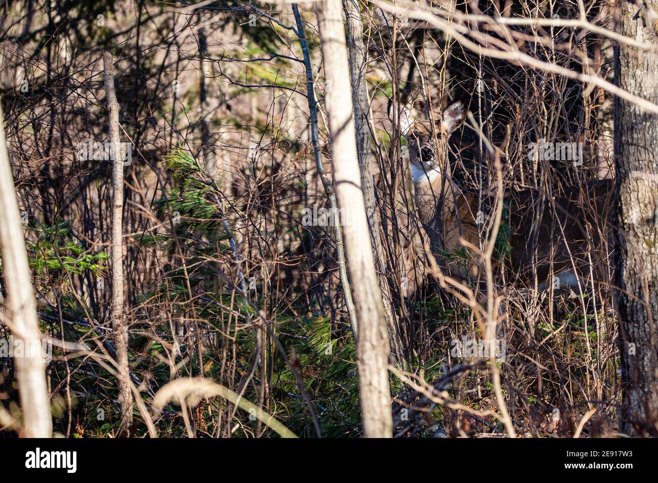 Weißschwanz-Hirsch (odocoileus virginianus) Blick durch die Wisconsin dicken Pinsel, horizontal Stockfoto