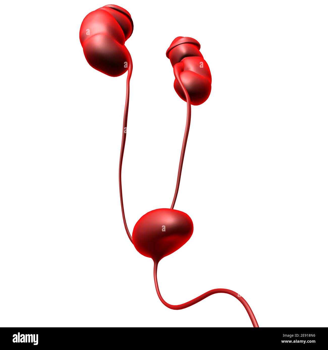 Human Harn System Nieren mit Blase Anatomie für Medical Concept 3D Illustration Stockfoto