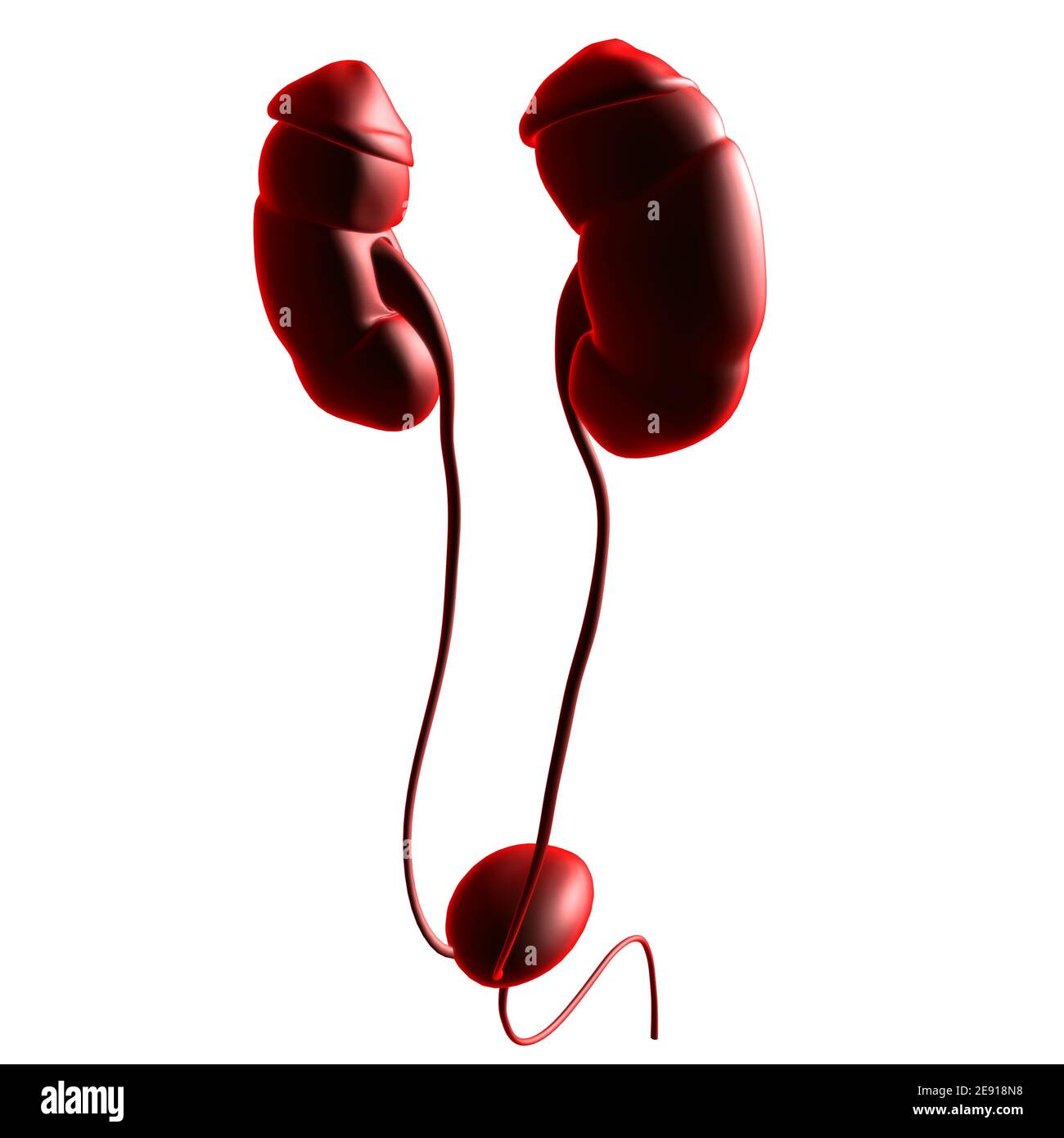 Human Harn System Nieren mit Blase Anatomie für Medical Concept 3D Illustration Stockfoto