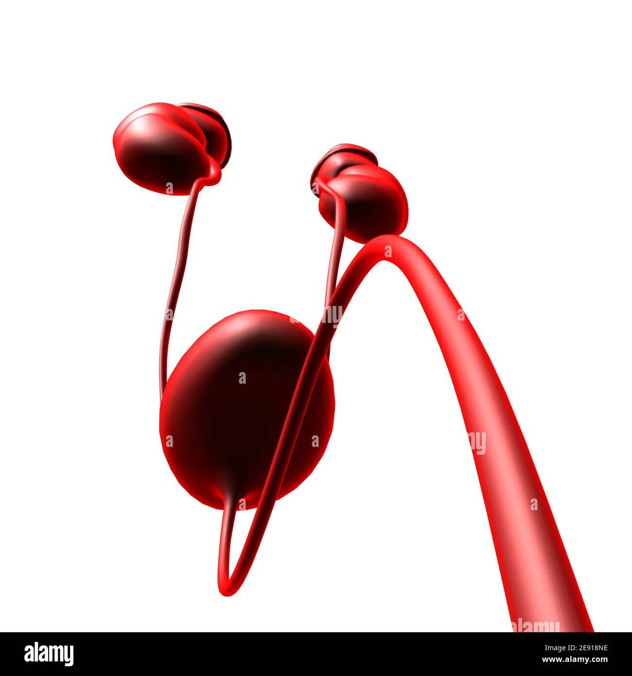 Human Harn System Nieren mit Blase Anatomie für Medical Concept 3D Illustration Stockfoto