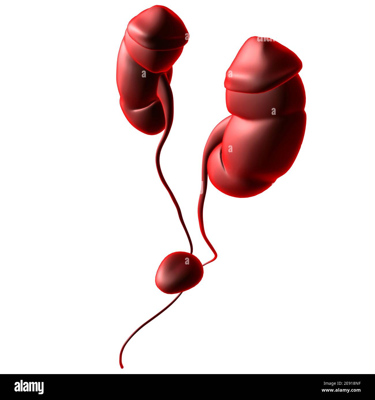 Human Harn System Nieren mit Blase Anatomie für Medical Concept 3D Illustration Stockfoto