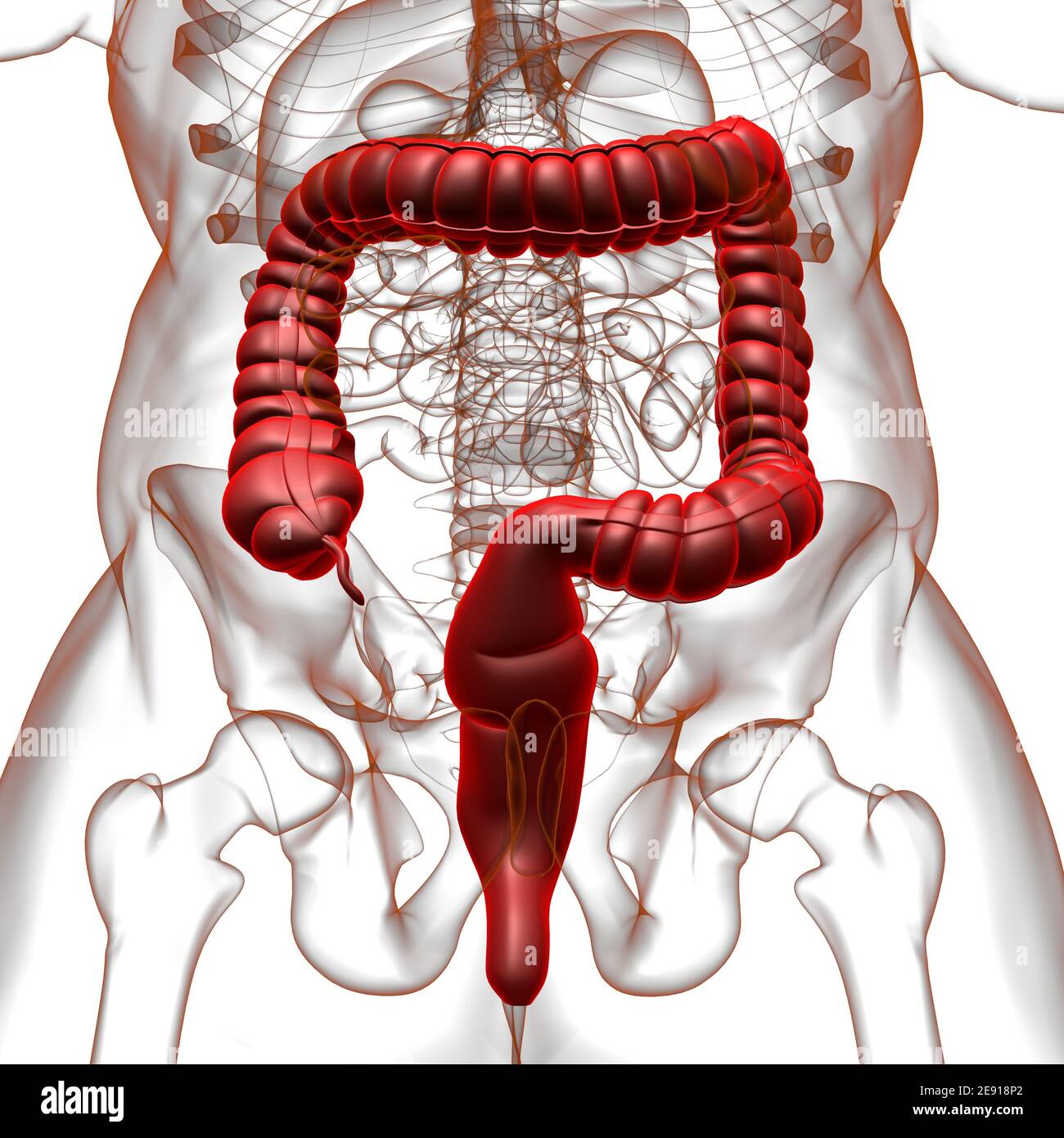 Dickdarm 3D Illustration Human Digestive System Anatomie für medizinisches Konzept Stockfoto