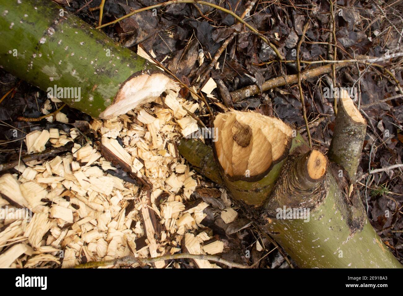 Biber (Castor canadensis) Schäden an einem grünen Zweig eines schwarzen Baumwollholzbaumes, Populus trichocarpa, entlang des Callahan Creek, in Troy, Montana. Diese Tre Stockfoto