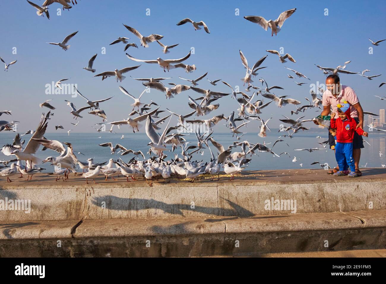 Ein indischer Vater und Sohn füttern eine Herde wandernder Möwen aus Sibirien, die den Winter in Indien verbringen; am Marine Drive, Mumbai, Maharashtra, Indien Stockfoto