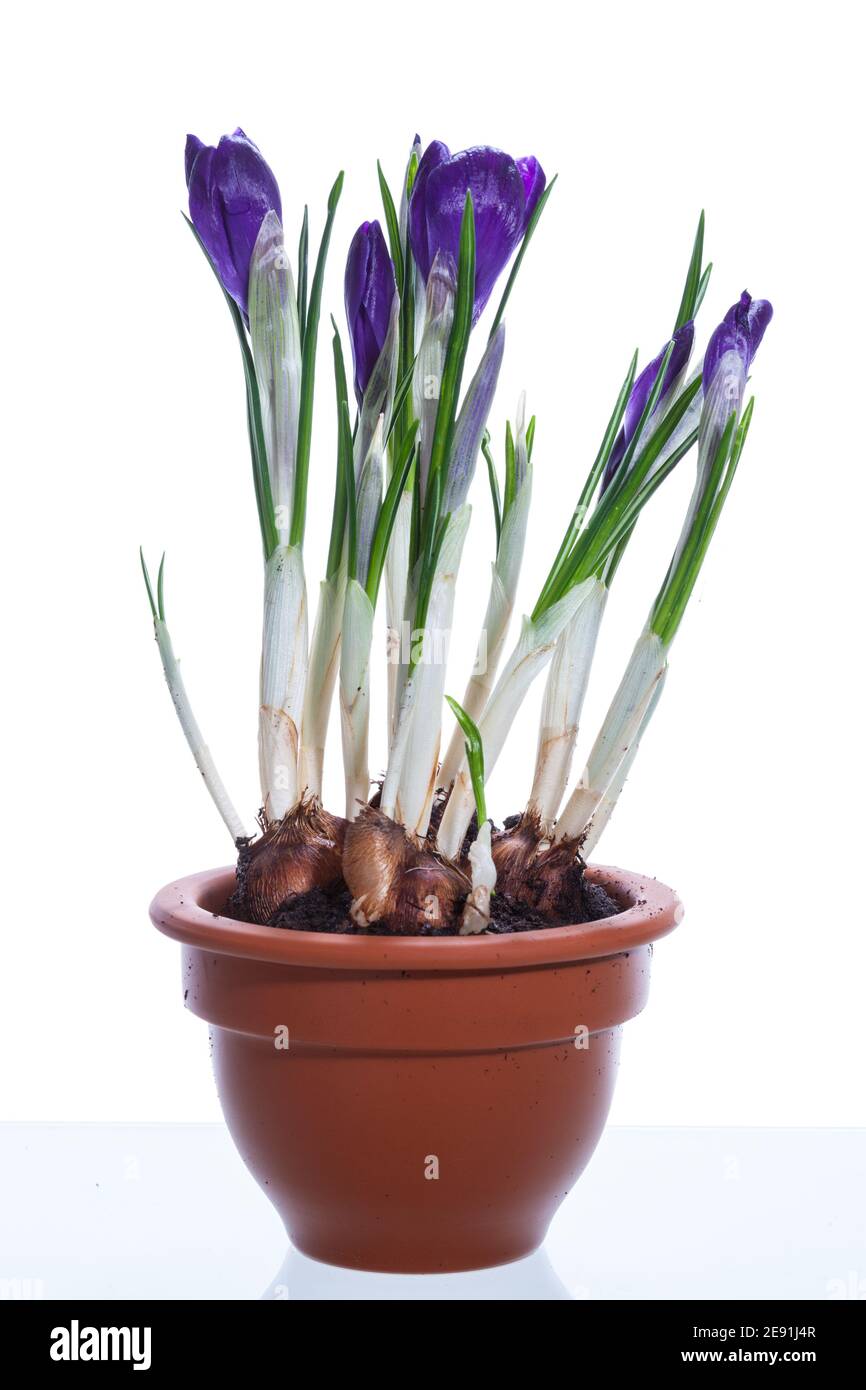 Frühling crocus, Vårkrokus (Crocus vernus) Stockfoto