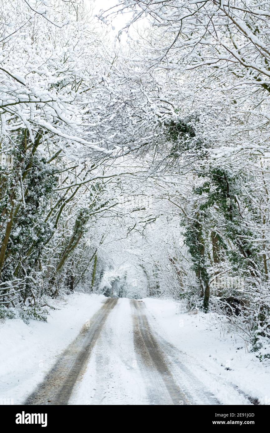 Baumtunnel entlang einer Landstraße in der Nähe von Upper Slaughter im Schnee. Upper Slaughter, Cotswolds, Gloucestershire, England Stockfoto