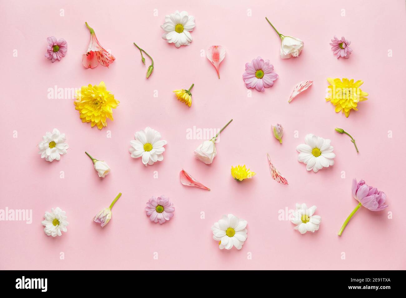 Viele schöne Frühlingsblumen auf farbigem Hintergrund Stockfoto