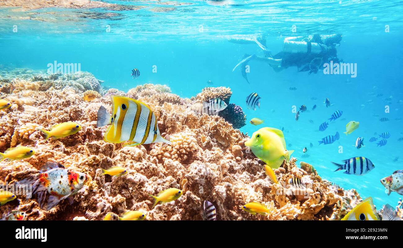 Korallenriffe und Fische und Taucher, wunderbare Unterwasserwelt Stockfoto