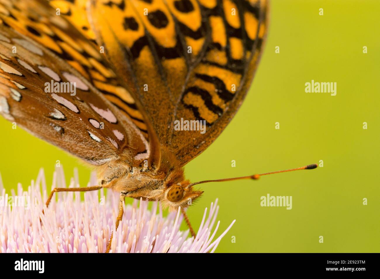 Großen Spangled Fritillary Stockfoto