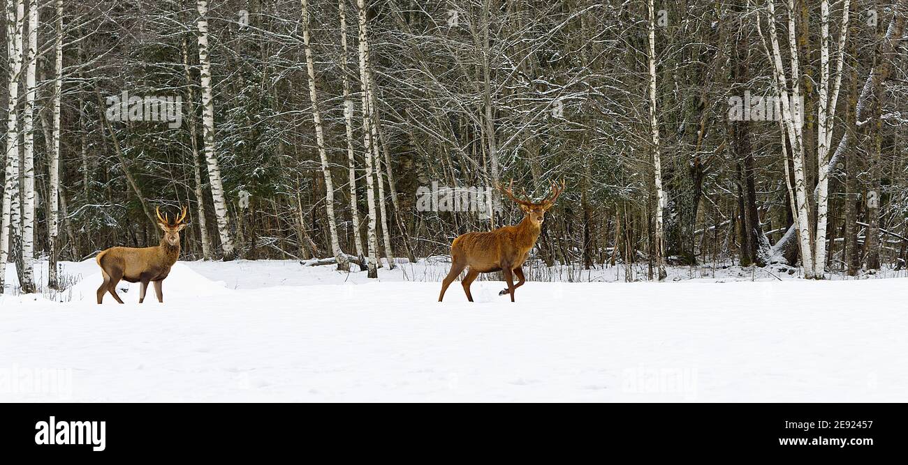 Rothirschherde im Winter auf schneebedeckter Wiese Hinter dem Wald Stockfoto