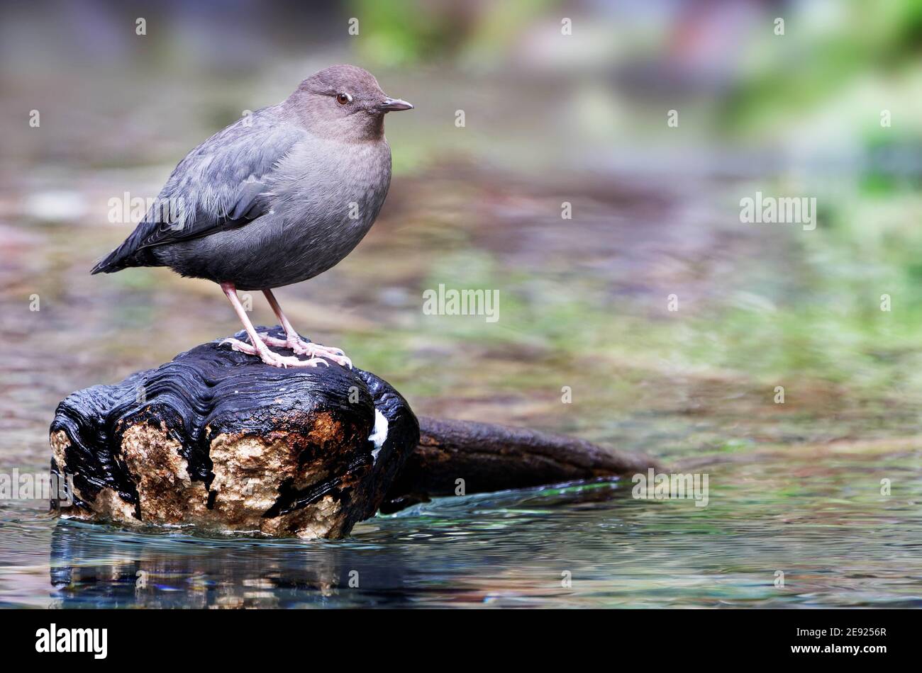 American Dipper (Cinclus mexicanus) auf gefallenen Zweig in Taft Creek, Hoh Rain Forest, Olympic National Park, Jefferson County, Washington, USA Stockfoto