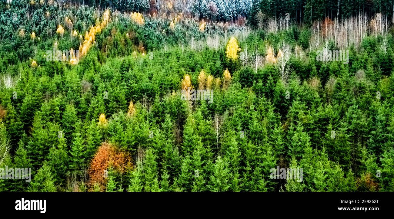 Panoramablick auf saftig grünen Kiefernwald mit wenig Schnee Stockfoto