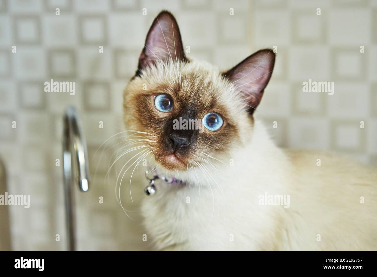 Porträt eines niedlichen siamesischen Kätzchens mit blauen Augen Stockfoto