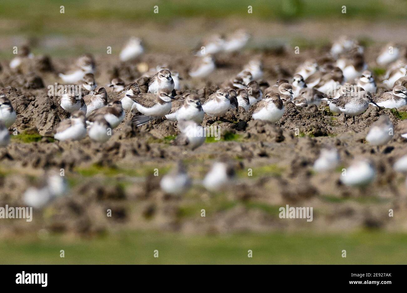 (210201) -- HAIKOU, 2. Februar 2021 (Xinhua) -- EINE Vogelschar ruht im Xinyingwan Mangrovenreservat in Danzhou, südchinesische Provinz Hainan, 19. Januar 2021. Die Insel Hainan in Südchina hat eine Übersicht über die Überwinterung von Wasservögeln auf der ganzen Insel gestartet, die 50 Küstenhabitate von Wasservögeln abdeckt, um ihre Arten, Zahlen und Verbreitung besser zu verstehen. Insgesamt 30,700 Wasservögel, die zu 65 Arten gehören, wurden in diesem Jahr bei der Erhebung erfasst.Feb 2. Der 25. Welttag der Feuchtgebiete. Feuchtgebiet in Hainan umfasst eine Fläche von 320,000 Hektar, die einen günstigen Lebensraum für Wasserbir bietet Stockfoto
