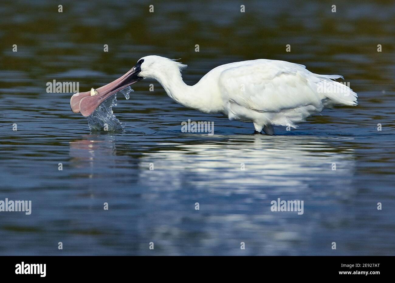 (210201) -- HAIKOU, 2. Februar 2021 (Xinhua) -- EIN Schwarzgesichtenlöffelchen wird im Dorf Panshan der Stadt Xinzhou in der Stadt Danzhou, südchinesische Provinz Hainan, am 19. Januar 2021 geplüntert. Die Insel Hainan in Südchina hat eine Übersicht über die Überwinterung von Wasservögeln auf der ganzen Insel gestartet, die 50 Küstenhabitate von Wasservögeln abdeckt, um ihre Arten, Zahlen und Verbreitung besser zu verstehen. Insgesamt 30,700 Wasservögel, die zu 65 Arten gehören, wurden in diesem Jahr bei der Erhebung erfasst.Feb 2. Der 25. Welttag der Feuchtgebiete. Feuchtgebiet in Hainan umfasst eine Fläche von 320,000 Hektar, die einen günstigen Lebensraum bietet Stockfoto