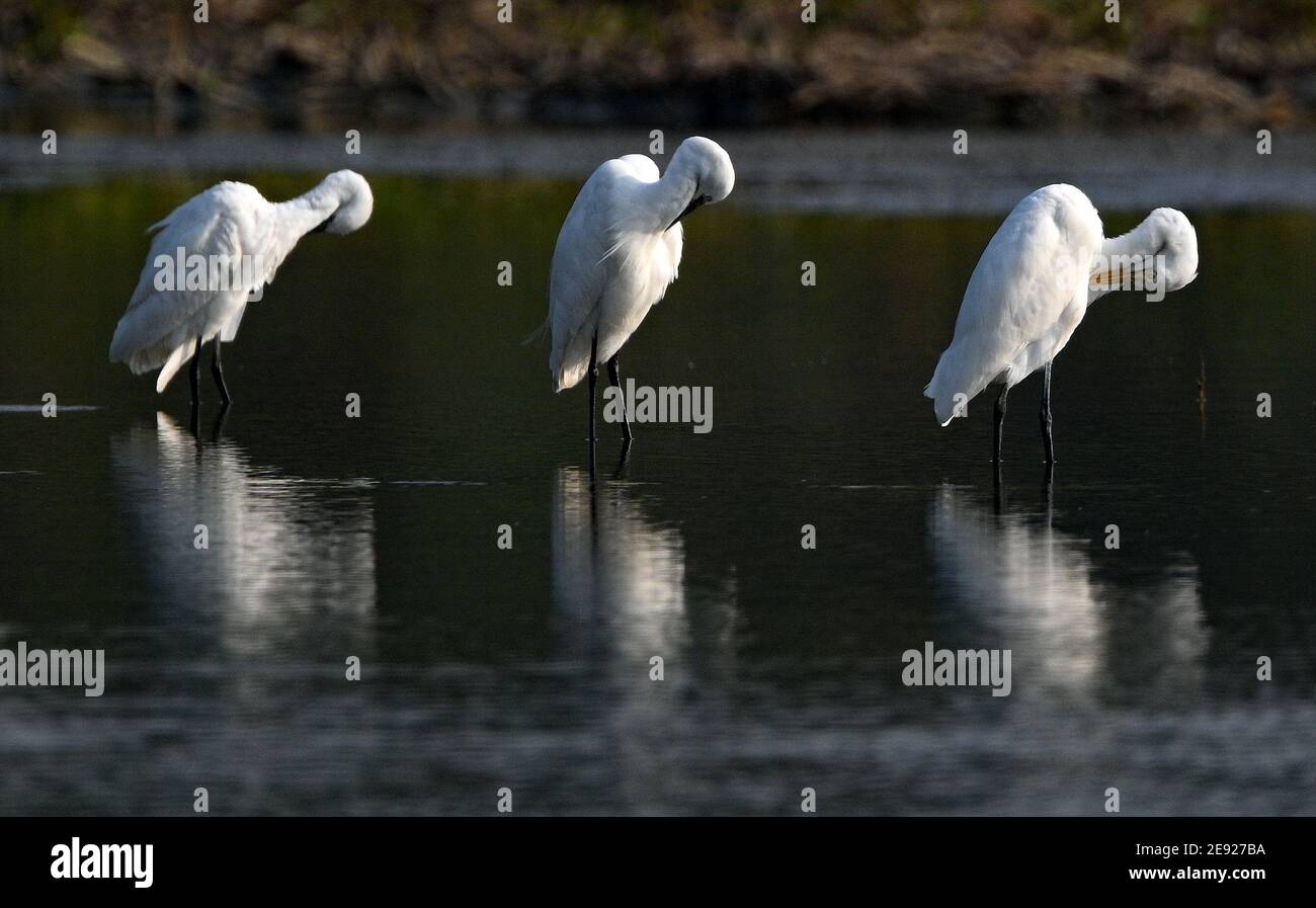 (210201) -- HAIKOU, 2. Februar 2021 (Xinhua) -- Reiher ruhen im Dorf Panshan der Stadt Xinzhou in der Stadt Danzhou, südchinesische Provinz Hainan, 19. Januar 2021. Die Insel Hainan in Südchina hat eine Übersicht über die Überwinterung von Wasservögeln auf der ganzen Insel gestartet, die 50 Küstenhabitate von Wasservögeln abdeckt, um ihre Arten, Zahlen und Verbreitung besser zu verstehen. Insgesamt 30,700 Wasservögel, die zu 65 Arten gehören, wurden in diesem Jahr bei der Erhebung erfasst.Feb 2. Der 25. Welttag der Feuchtgebiete. Feuchtgebiet in Hainan umfasst eine Fläche von 320,000 Hektar, die einen günstigen Lebensraum für Wasservögel bietet. (Xin Stockfoto