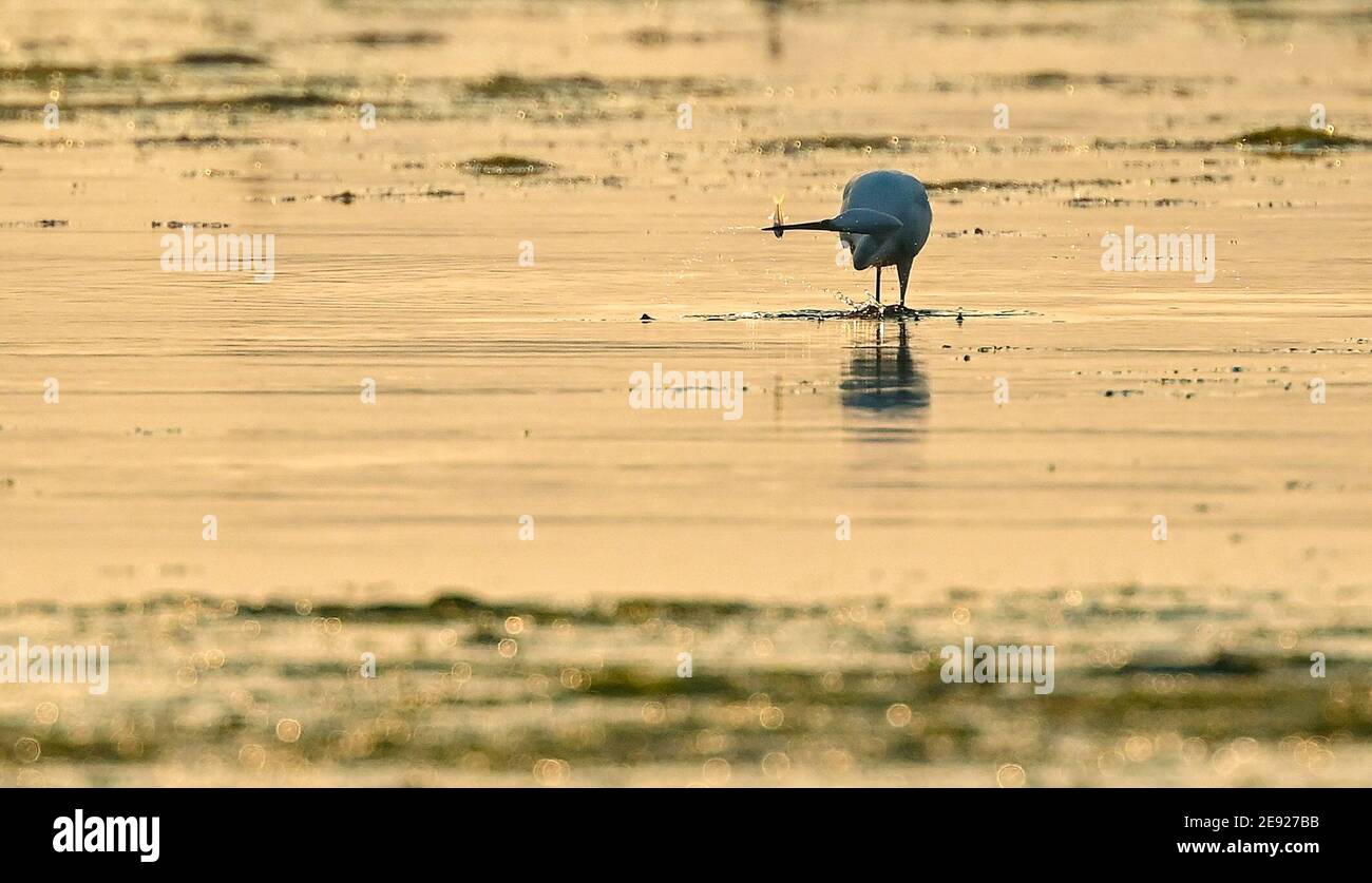 (210201) -- HAIKOU, 2. Februar 2021 (Xinhua) -- EIN Reiher findet Futter im Hainan Xinying Mangrove National Wetland Park in Danzhou, südchinesische Provinz Hainan, 18. Januar 2021. Die Insel Hainan in Südchina hat eine Übersicht über die Überwinterung von Wasservögeln auf der ganzen Insel gestartet, die 50 Küstenhabitate von Wasservögeln abdeckt, um ihre Arten, Zahlen und Verbreitung besser zu verstehen. Insgesamt 30,700 Wasservögel, die zu 65 Arten gehören, wurden in diesem Jahr bei der Erhebung erfasst.Feb 2. Der 25. Welttag der Feuchtgebiete. Feuchtgebiet in Hainan umfasst eine Fläche von 320,000 Hektar, die einen günstigen Lebensraum für bietet Stockfoto