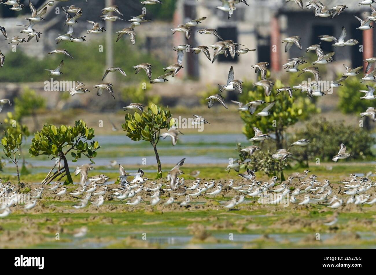 (210201) -- HAIKOU, 2. Februar 2021 (Xinhua) -- EINE Vogelschar fliegt im Xinyingwan Mangrovenreservat in Danzhou, südchinesische Provinz Hainan, 19. Januar 2021. Die Insel Hainan in Südchina hat eine Übersicht über die Überwinterung von Wasservögeln auf der ganzen Insel gestartet, die 50 Küstenhabitate von Wasservögeln abdeckt, um ihre Arten, Zahlen und Verbreitung besser zu verstehen. Insgesamt 30,700 Wasservögel, die zu 65 Arten gehören, wurden in diesem Jahr bei der Erhebung erfasst.Feb 2. Der 25. Welttag der Feuchtgebiete. Feuchtgebiet in Hainan umfasst eine Fläche von 320,000 Hektar, die einen günstigen Lebensraum für Wasservögel bietet Stockfoto
