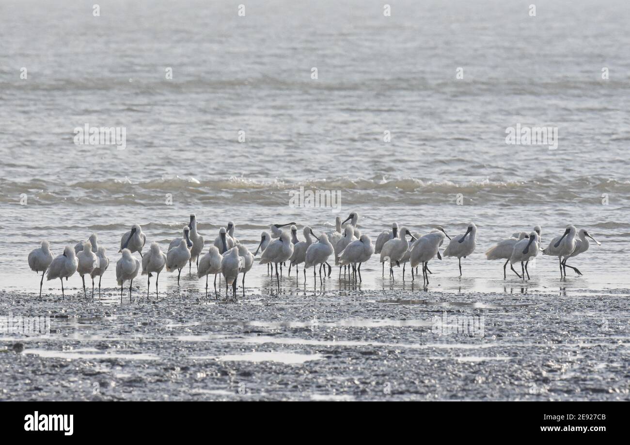 (210201) -- HAIKOU, 2. Februar 2021 (Xinhua) -- Schwarzgesichtige Löffler ruhen im Dongfang Schwarzgesichtennaturreservat in der Stadt Dongfang, südchinesische Provinz Hainan, 18. Januar 2021. Die Insel Hainan in Südchina hat eine Übersicht über die Überwinterung von Wasservögeln auf der ganzen Insel gestartet, die 50 Küstenhabitate von Wasservögeln abdeckt, um ihre Arten, Zahlen und Verbreitung besser zu verstehen. Insgesamt 30,700 Wasservögel, die zu 65 Arten gehören, wurden in diesem Jahr bei der Erhebung erfasst.Feb 2. Der 25. Welttag der Feuchtgebiete. Feuchtgebiet in Hainan umfasst eine Fläche von 320,000 Hektar, die ein Favorit bietet Stockfoto