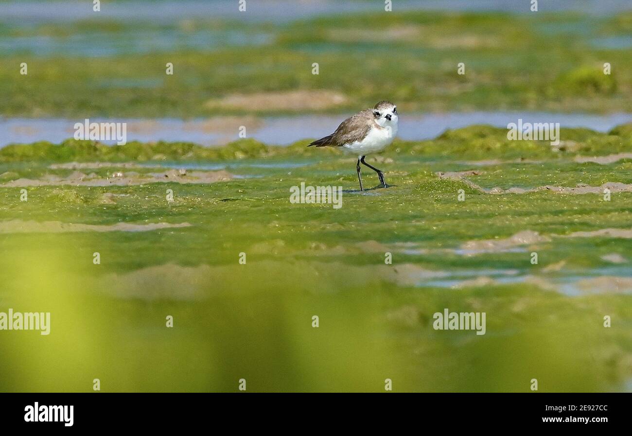 (210201) -- HAIKOU, 2. Februar 2021 (Xinhua) -- EIN kleiner Sandpflüger wandert im Xinyingwan Mangrovenreservat in der Stadt Danzhou, südchinesische Provinz Hainan, 19. Januar 2021. Die Insel Hainan in Südchina hat eine Übersicht über die Überwinterung von Wasservögeln auf der ganzen Insel gestartet, die 50 Küstenhabitate von Wasservögeln abdeckt, um ihre Arten, Zahlen und Verbreitung besser zu verstehen. Insgesamt 30,700 Wasservögel, die zu 65 Arten gehören, wurden in diesem Jahr bei der Erhebung erfasst.Feb 2. Der 25. Welttag der Feuchtgebiete. Feuchtgebiet in Hainan umfasst eine Fläche von 320,000 Hektar, die einen günstigen Lebensraum bietet Stockfoto