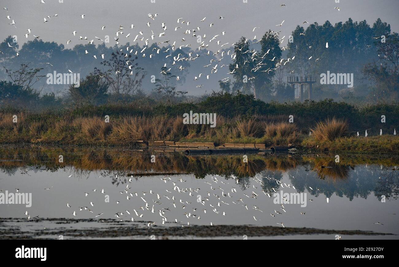 (210201) -- HAIKOU, 2. Februar 2021 (Xinhua) -- EINE Schar Reiher fliegt im Dorf Panshan der Stadt Xinzhou in der Stadt Danzhou, südchinesische Provinz Hainan, 19. Januar 2021. Die Insel Hainan in Südchina hat eine Übersicht über die Überwinterung von Wasservögeln auf der ganzen Insel gestartet, die 50 Küstenhabitate von Wasservögeln abdeckt, um ihre Arten, Zahlen und Verbreitung besser zu verstehen. Insgesamt 30,700 Wasservögel, die zu 65 Arten gehören, wurden in diesem Jahr bei der Erhebung erfasst.Feb 2. Der 25. Welttag der Feuchtgebiete. Feuchtgebiet in Hainan umfasst eine Fläche von 320,000 Hektar, die einen günstigen Lebensraum für Wasser bietet Stockfoto