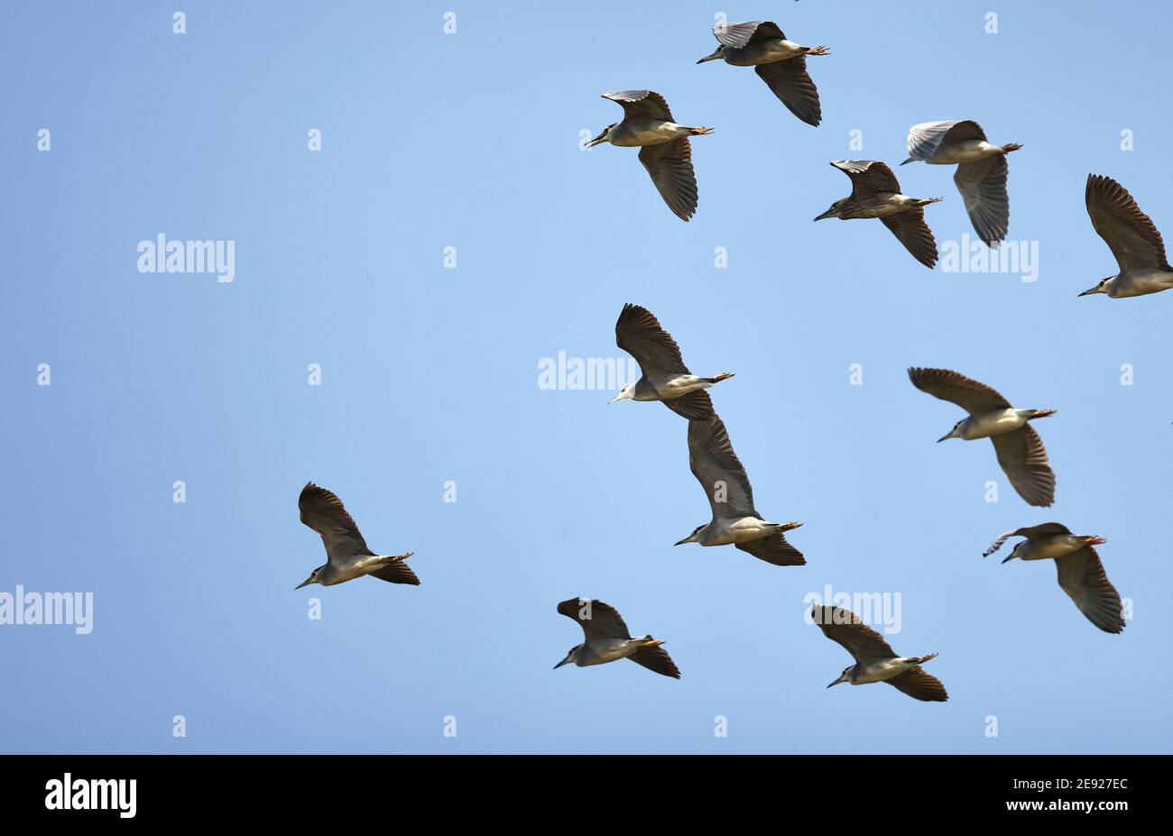 (210201) -- HAIKOU, 2. Februar 2021 (Xinhua) -- EINE Schar Nachtreiher fliegt im Xinyingwan Mangrovenreservat in Danzhou, südchinesische Provinz Hainan, 19. Januar 2021. Die Insel Hainan in Südchina hat eine Übersicht über die Überwinterung von Wasservögeln auf der ganzen Insel gestartet, die 50 Küstenhabitate von Wasservögeln abdeckt, um ihre Arten, Zahlen und Verbreitung besser zu verstehen. Insgesamt 30,700 Wasservögel, die zu 65 Arten gehören, wurden in diesem Jahr bei der Erhebung erfasst.Feb 2. Der 25. Welttag der Feuchtgebiete. Feuchtgebiet in Hainan umfasst eine Fläche von 320,000 Hektar, die einen günstigen Lebensraum für wa bietet Stockfoto