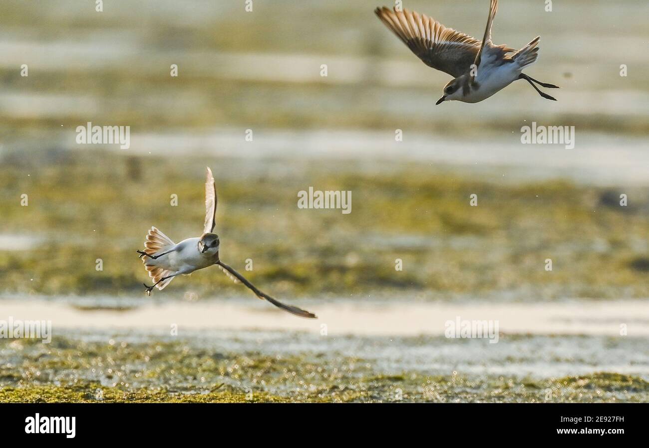 (210201) -- HAIKOU, 2. Februar 2021 (Xinhua) -- zwei kleinere Sandpfeifer fliegen im Hainan Xinying Mangrove National Wetland Park in der Stadt Danzhou, südchinesische Provinz Hainan, 18. Januar 2021. Die Insel Hainan in Südchina hat eine Übersicht über die Überwinterung von Wasservögeln auf der ganzen Insel gestartet, die 50 Küstenhabitate von Wasservögeln abdeckt, um ihre Arten, Zahlen und Verbreitung besser zu verstehen. Insgesamt 30,700 Wasservögel, die zu 65 Arten gehören, wurden in diesem Jahr bei der Erhebung erfasst.Feb 2. Der 25. Welttag der Feuchtgebiete. Feuchtgebiet in Hainan umfasst eine Fläche von 320,000 Hektar, was ein Favourabl bietet Stockfoto