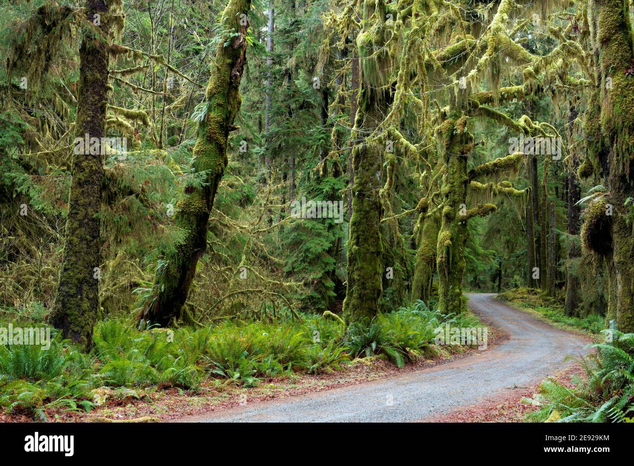 Lower Queets River Road, die durch gemäßigten Wald mit altem Baumbestand fließt, Queets Regenwald, Olympic National Park, Jefferson County, Washington, USA Stockfoto