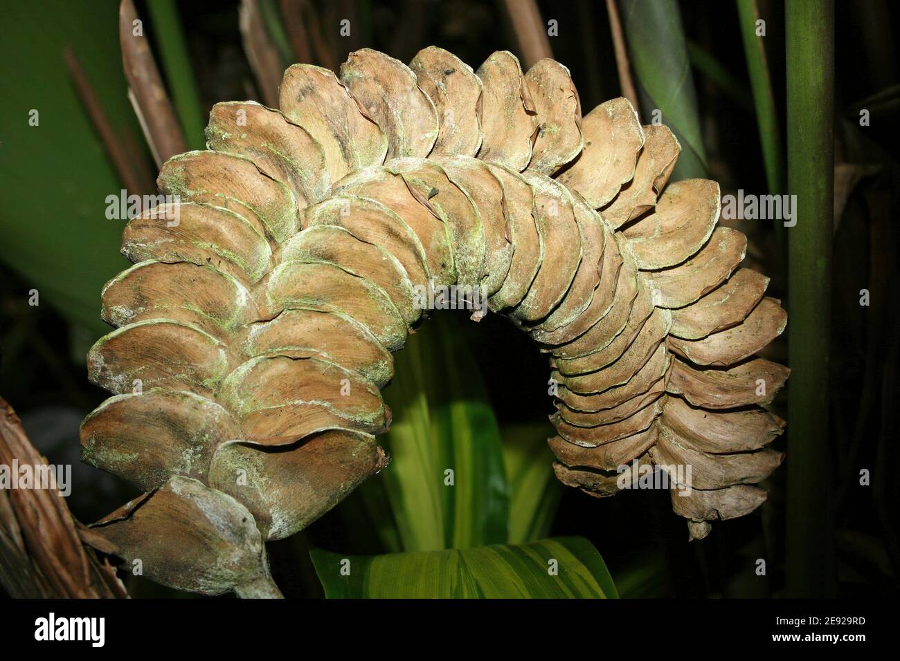 Getrockneter Seed Head - nicht identifiziert, Costa Rica Stockfoto