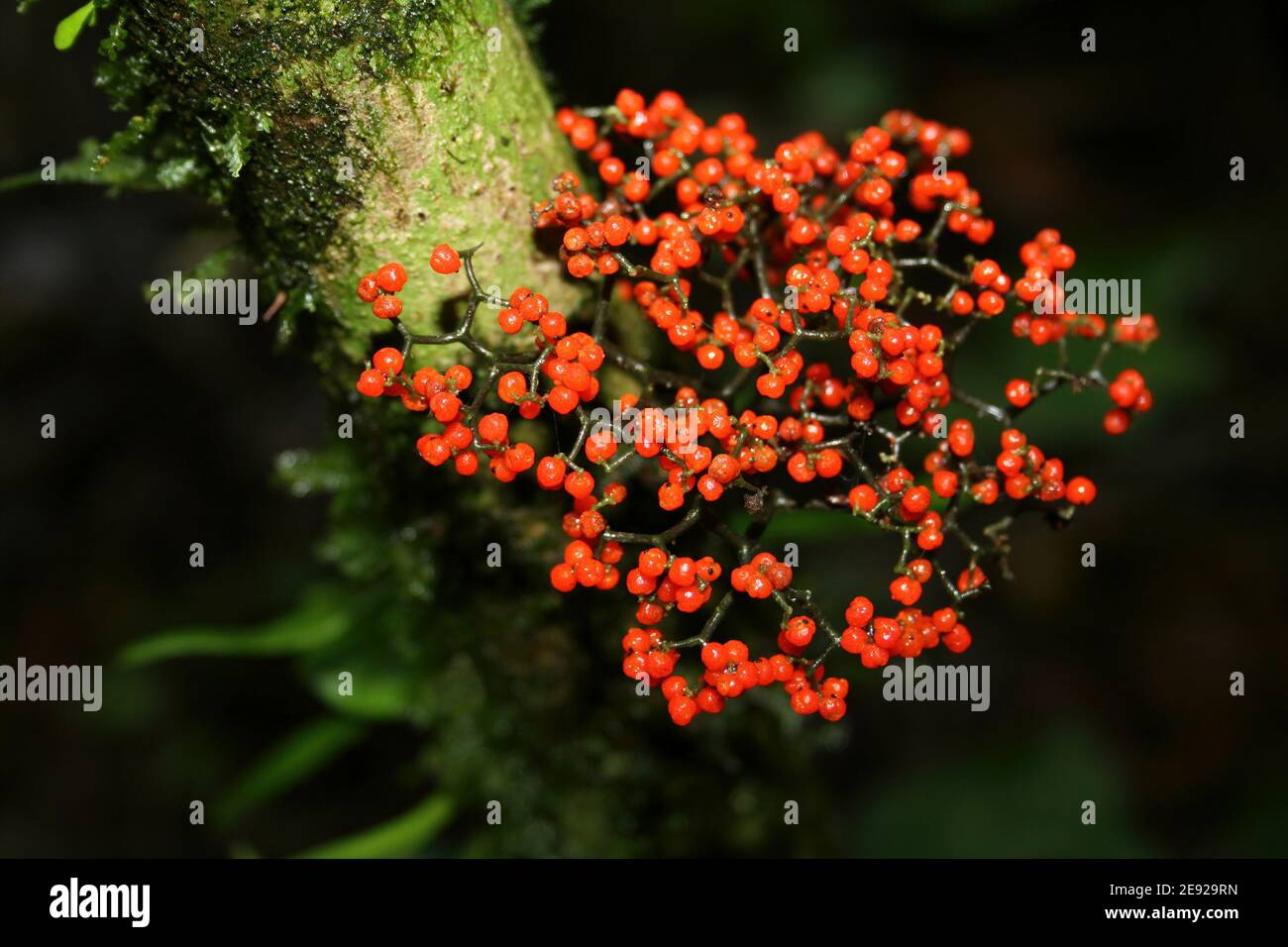 Rote Regenwald-Beeren - nicht identifizierte Arten, Costa Rica Stockfoto