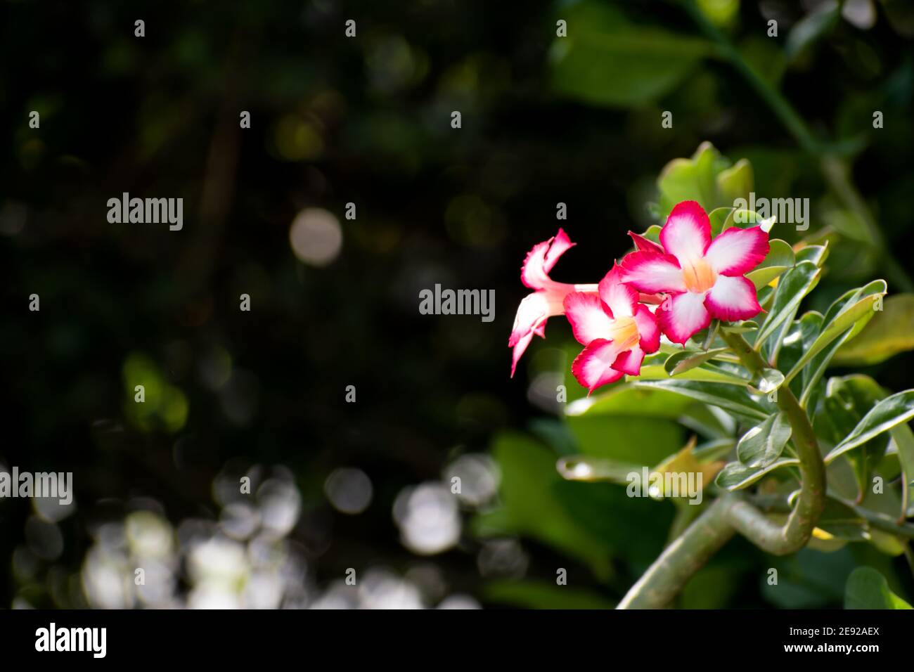 Ein Paar schöne weiße und rosa Wüstenrose oder adenium obesum Blumen. Die beiden Blumen stehen vor einem dunklen, verschwommenen Naturhintergrund. Stockfoto