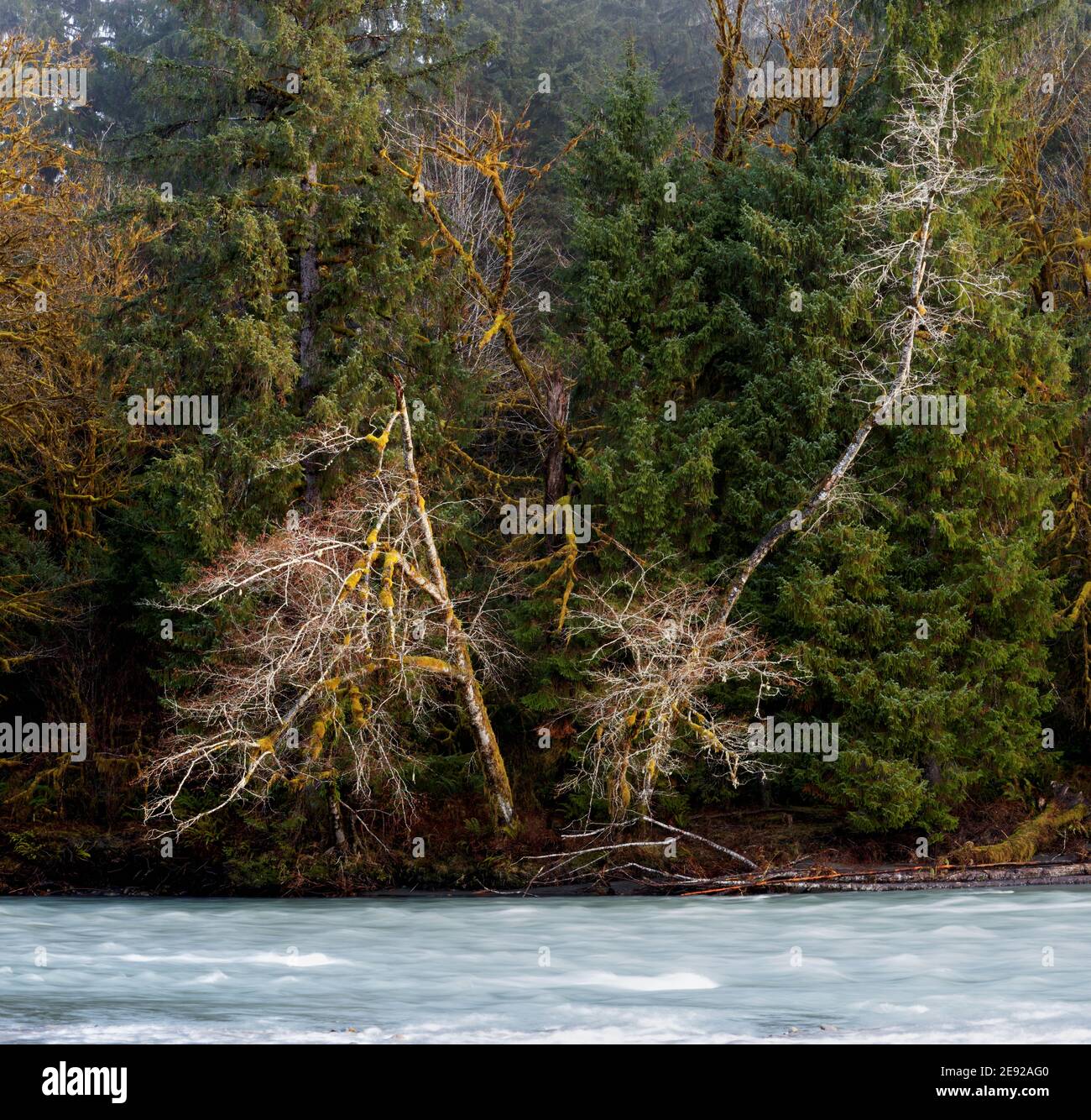 Roterle und gemäßigter Wald mit altem wuchs über dem Queets River, Queets Regenwald, Olympic National Park, Jefferson County, Washington, USA Stockfoto