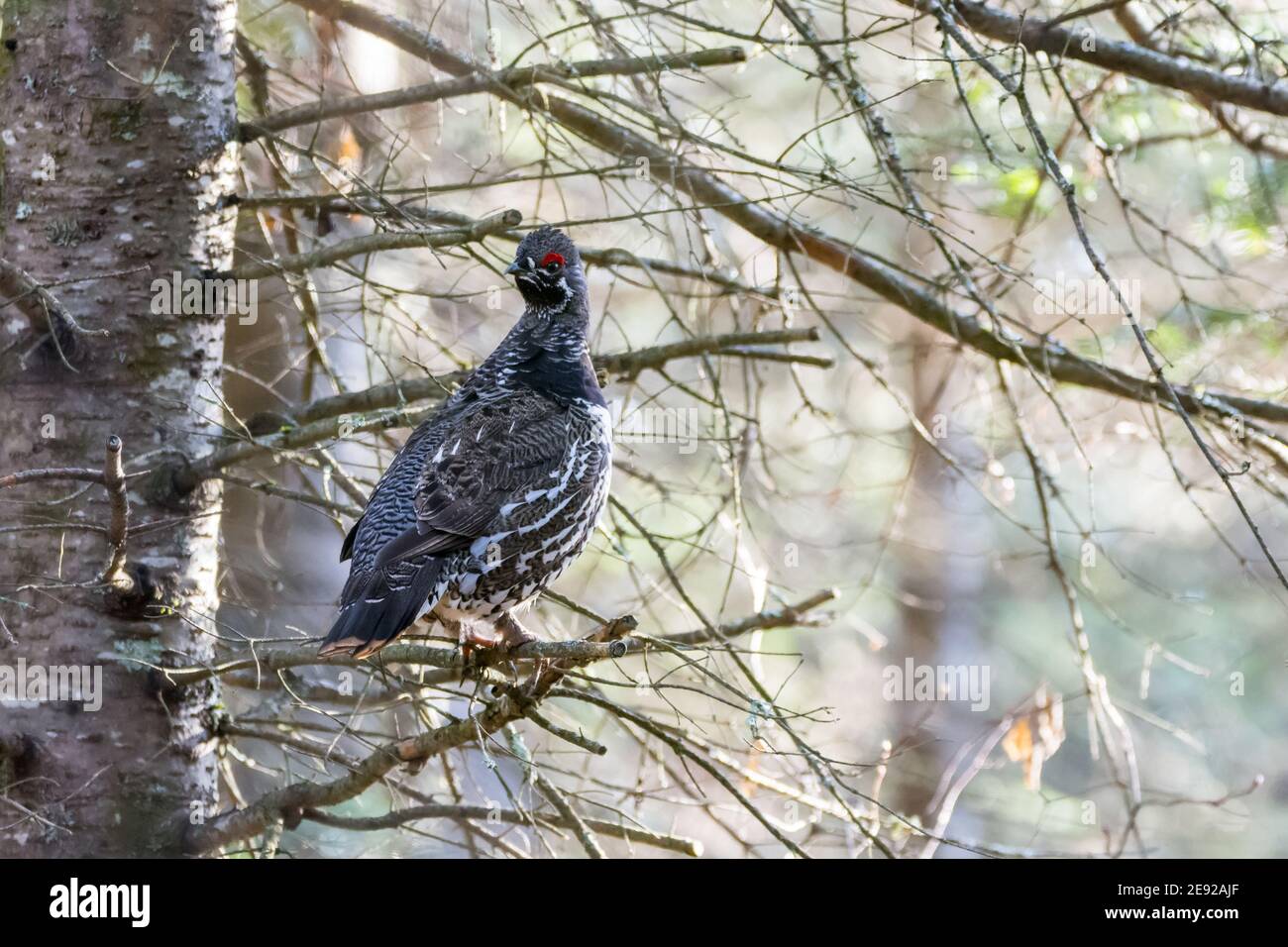 Fichtenhuhn thront in einem Baum im Chequamegon-Nicolet National Forest. Stockfoto