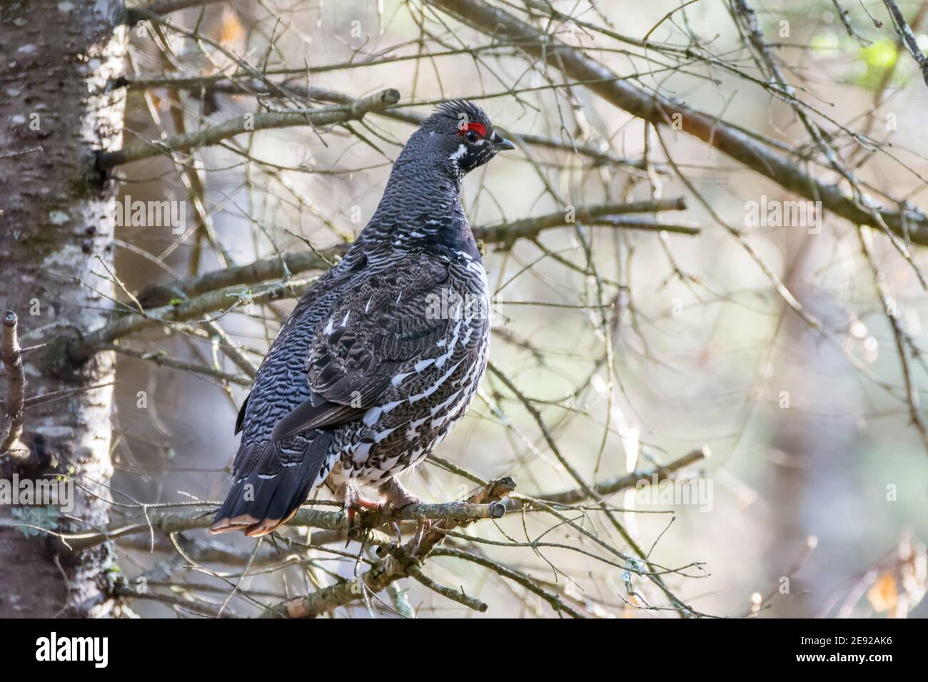 Fichtenhuhn thront in einem Baum im Chequamegon-Nicolet National Forest. Stockfoto