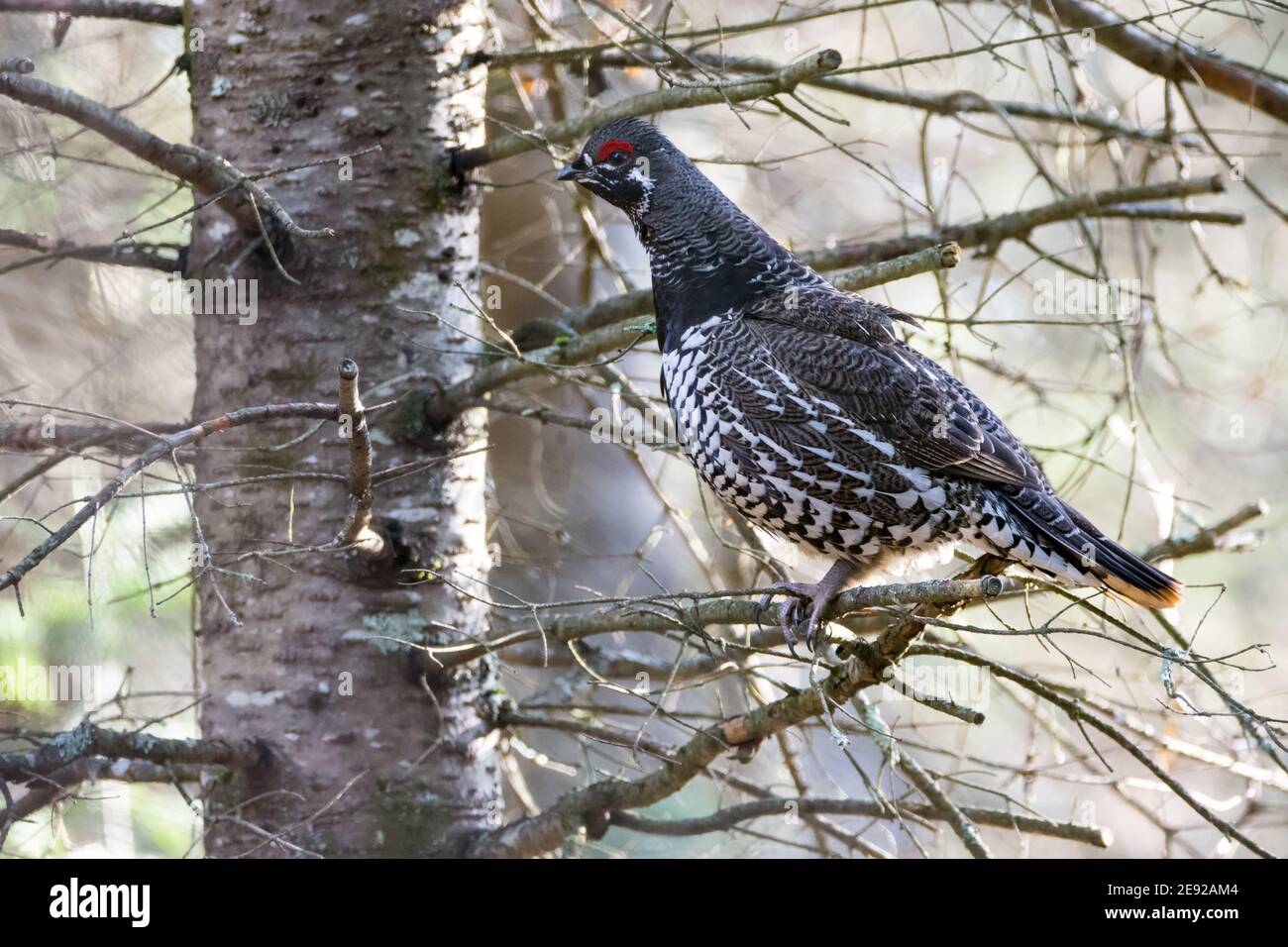 Fichtenhuhn thront in einem Baum im Chequamegon-Nicolet National Forest. Stockfoto