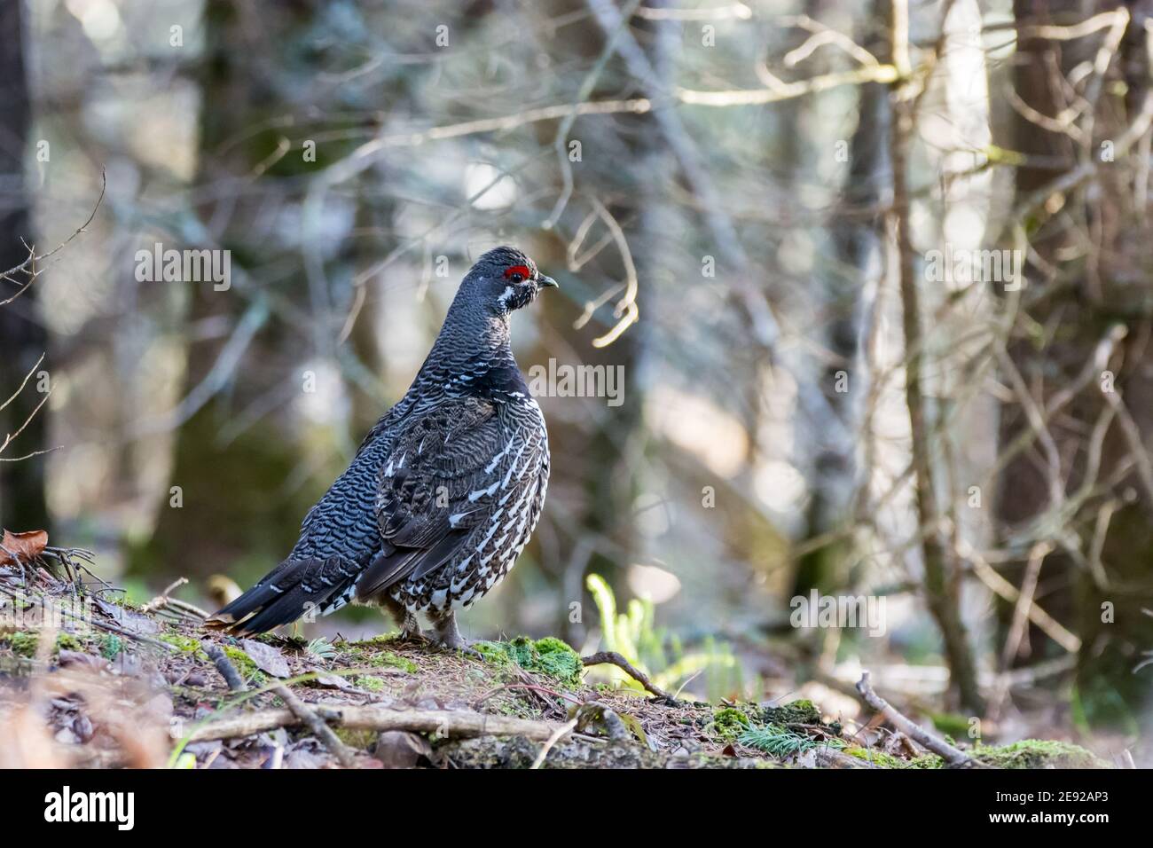 Fichtenhuhn thront in einem Baum im Chequamegon-Nicolet National Forest. Stockfoto
