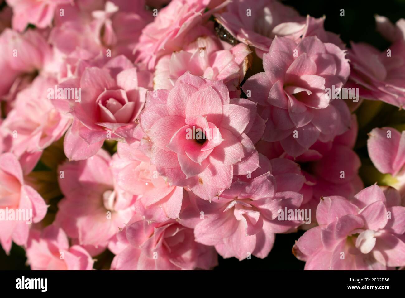 Eine einzelne hellrosa doppelte kalanchoe blossfeldiana Blume, die sich zwischen den unscharfen Blumen und der Natur in einem Garten hervorsticht. Stockfoto