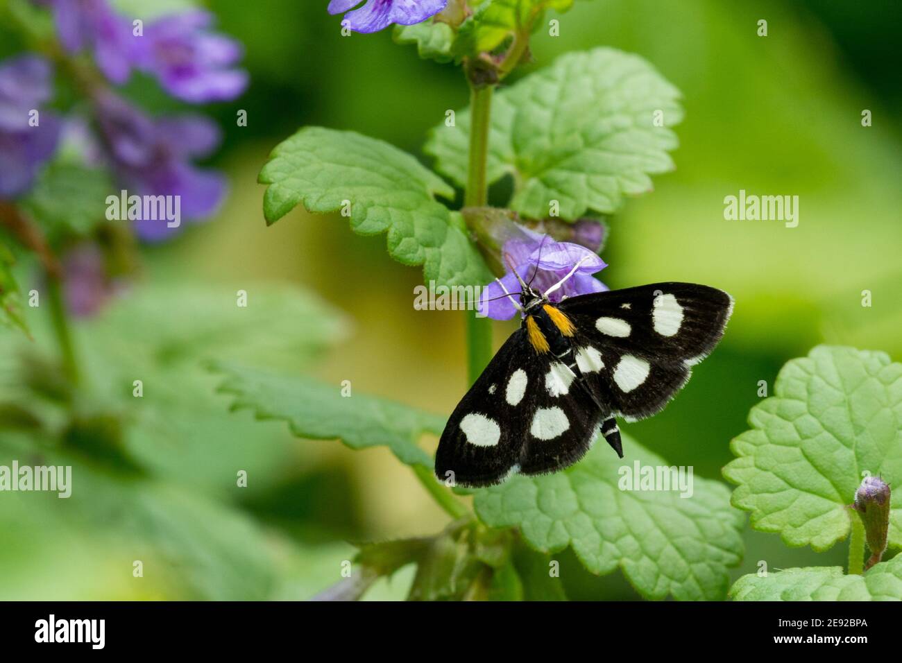 Weiß-gepunktete Sable Moth, die sich von Nektar aus einer Wildblume ernährt. Stockfoto