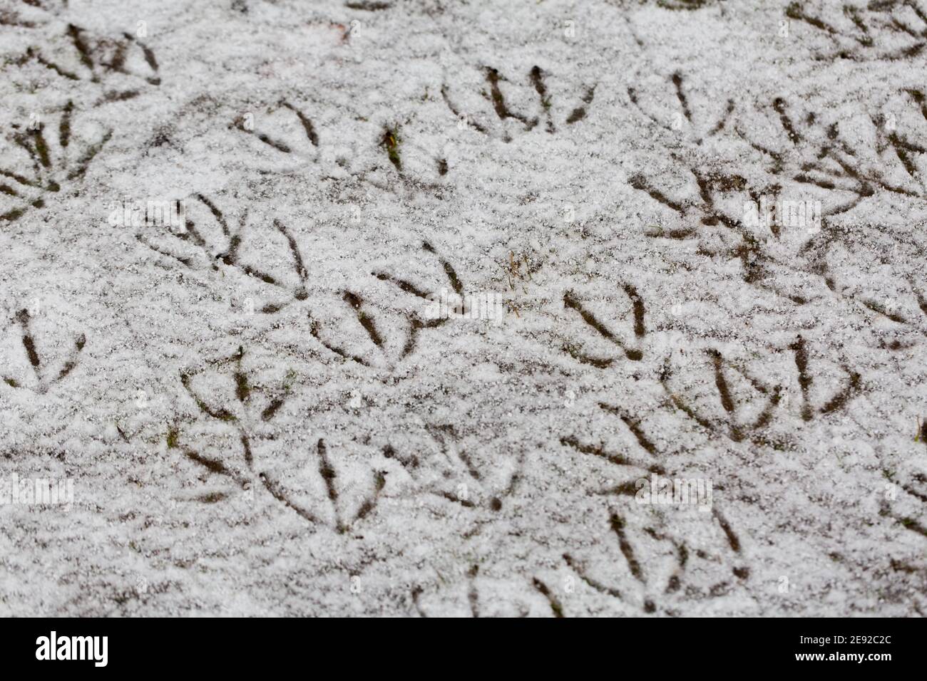 Fußabdrücke (Spuren) von Graugänsen und Kanadagänsen im Schnee. Stockfoto