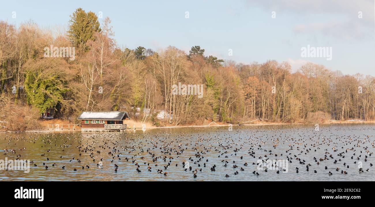 Starnberger See, Deutschland - 15. Jan 2021: Große Gruppe von Enten schwimmt am Starnberger See. Rotschellenten, getuftete Enten und Stockenten überwinteri Stockfoto