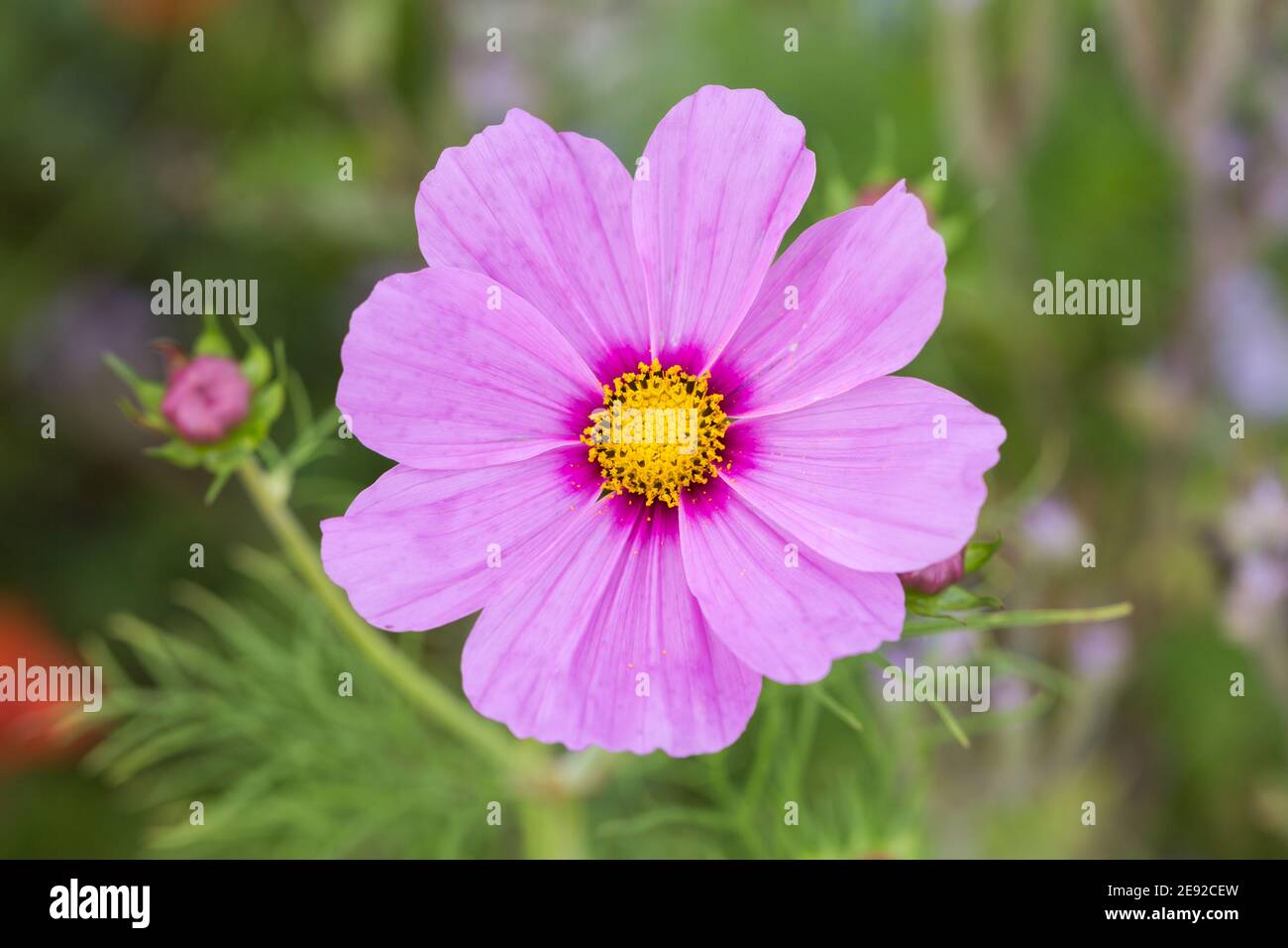 Nahaufnahme einer rosa Garten-Kosmos-Blume (lateinischer Name: Cosmos bipinnatus). Draufsicht. Stockfoto