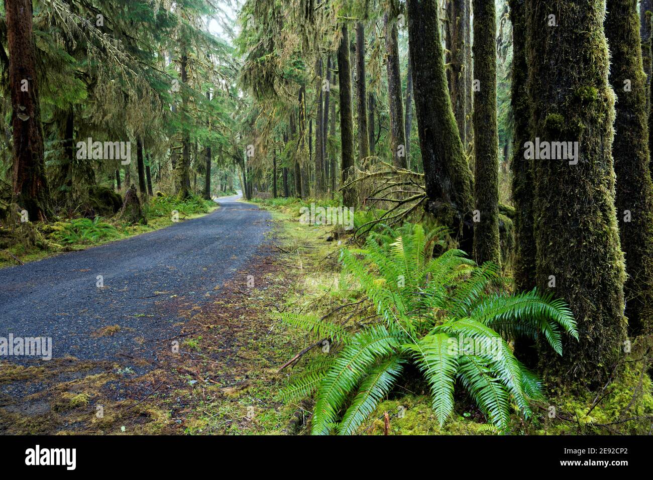 Lower Queets River Road, die durch gemäßigten Wald mit altem Baumbestand fließt, Queets Regenwald, Olympic National Park, Jefferson County, Washington, USA Stockfoto