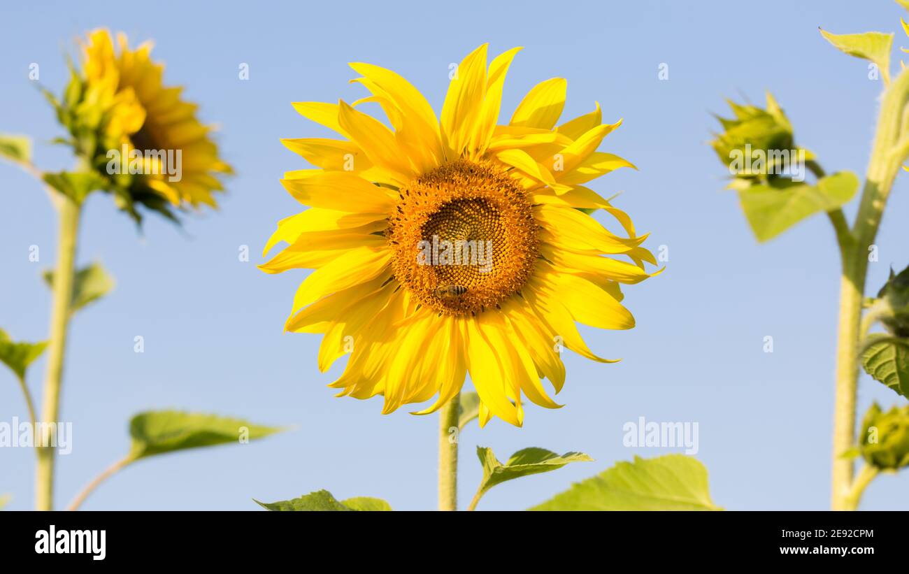 Blühende Sonnenblume (lateinisch: Helianthus). Mit blauem Himmel im Hintergrund. Stockfoto