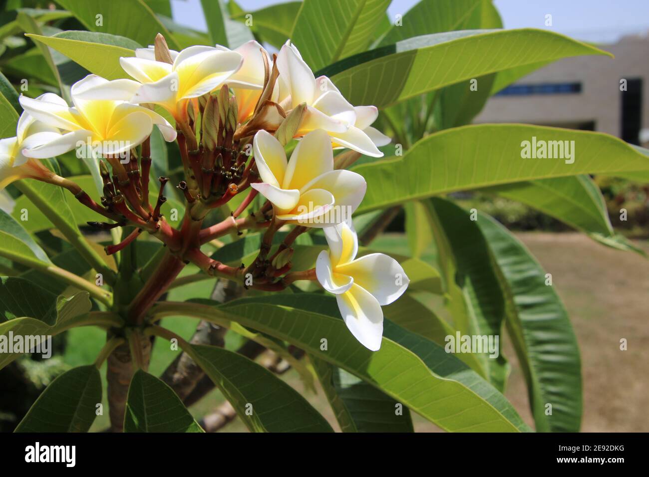 Die duftende Plumeria Blume ist eine große Blume mit einer weichen und saftigen Textur, ihre Farbe ist weiß und in der Mitte ein gelber Fleck. Stockfoto