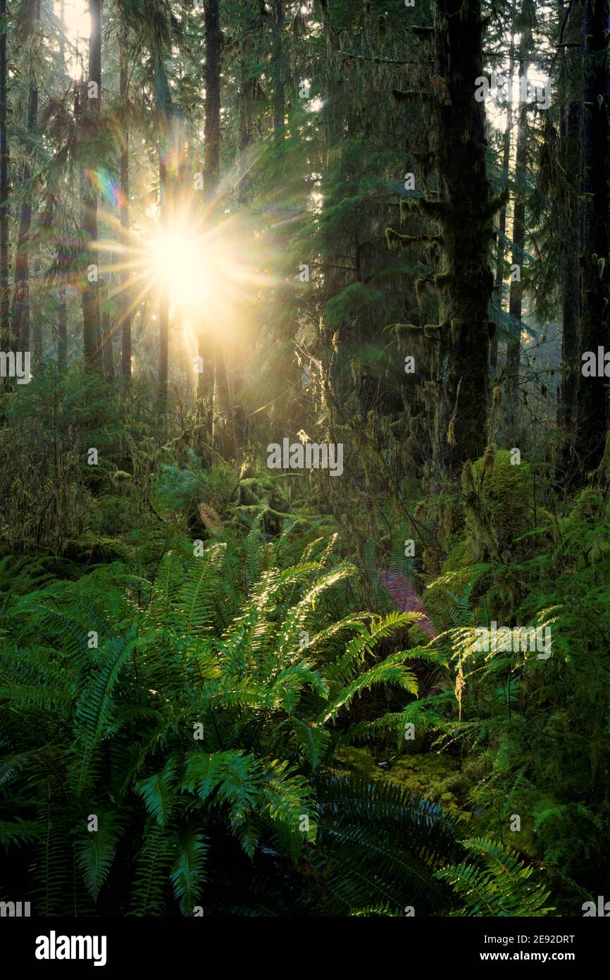 Sonnenlicht, das durch gemäßigten Wald und Farne, Queets Regenwald, Olympic National Park, Jefferson County, Washington, USA strömt Stockfoto