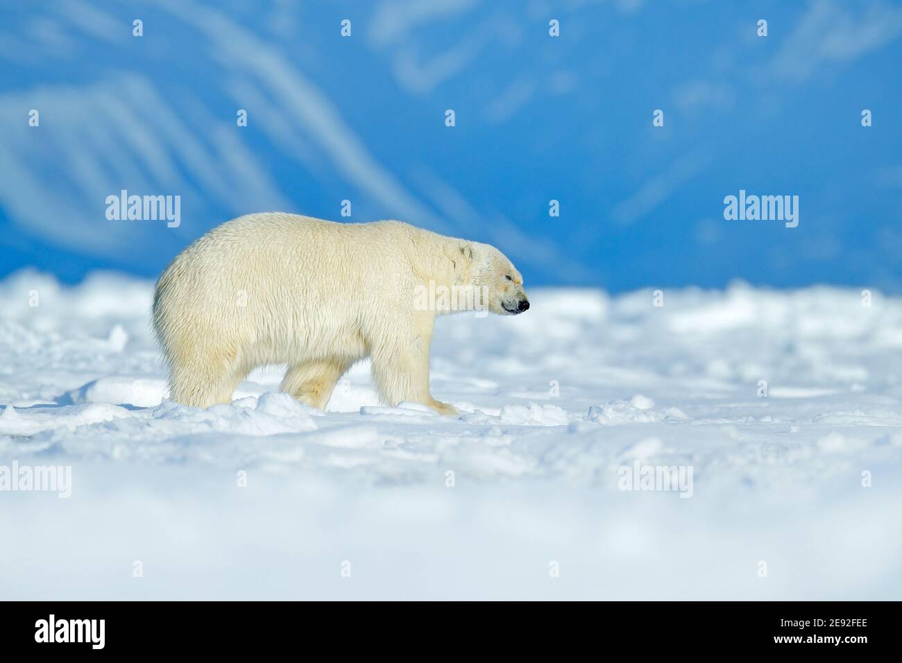 Eisbären mit Robbenpelz nach der Fütterung auf Karkasse auf treibendem Eis mit Schnee und blauem Himmel in Arctic Svalbard. Stockfoto