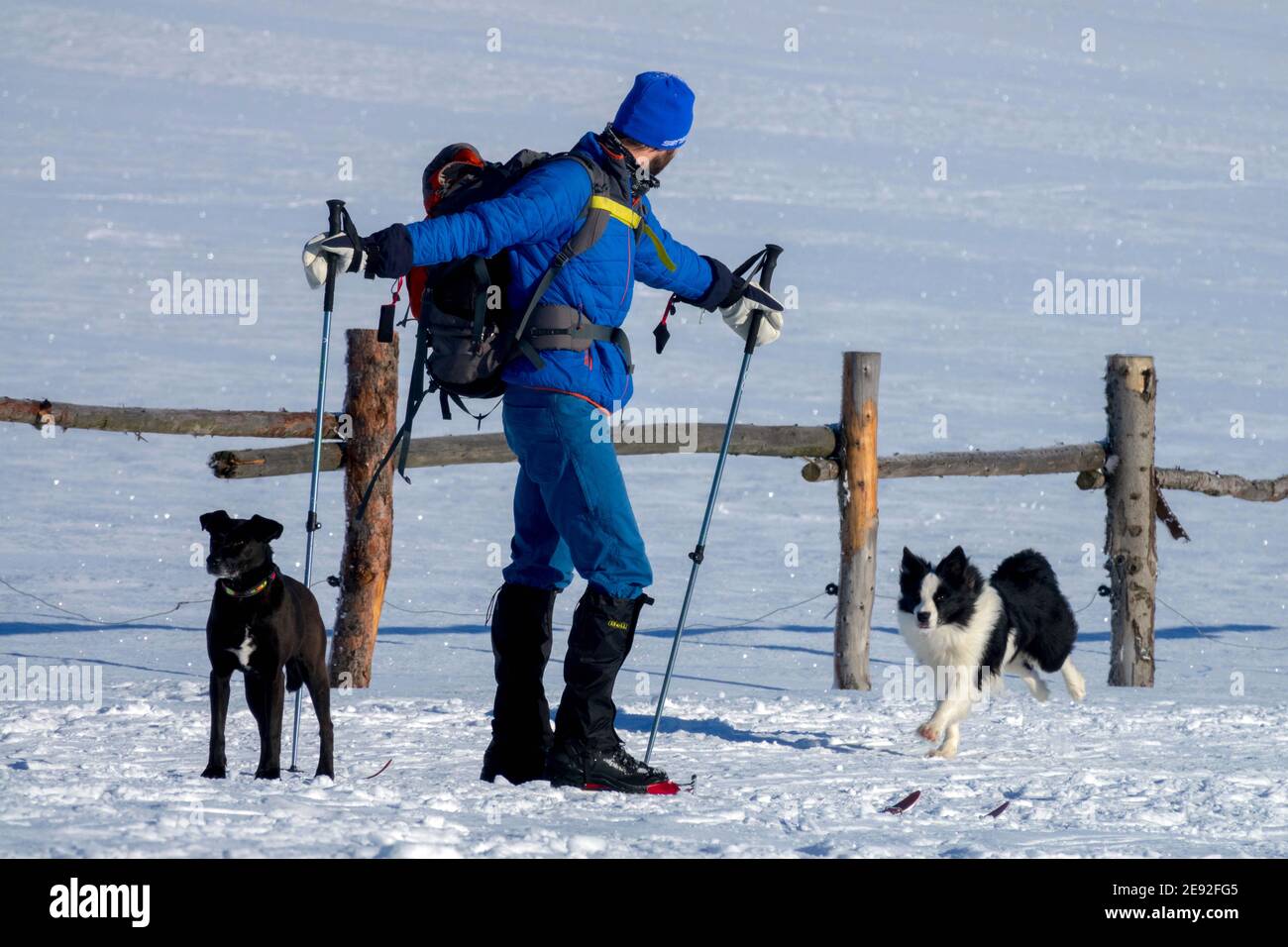 Mann Skilanglauf mit zwei Hunden auf Schnee Stockfoto