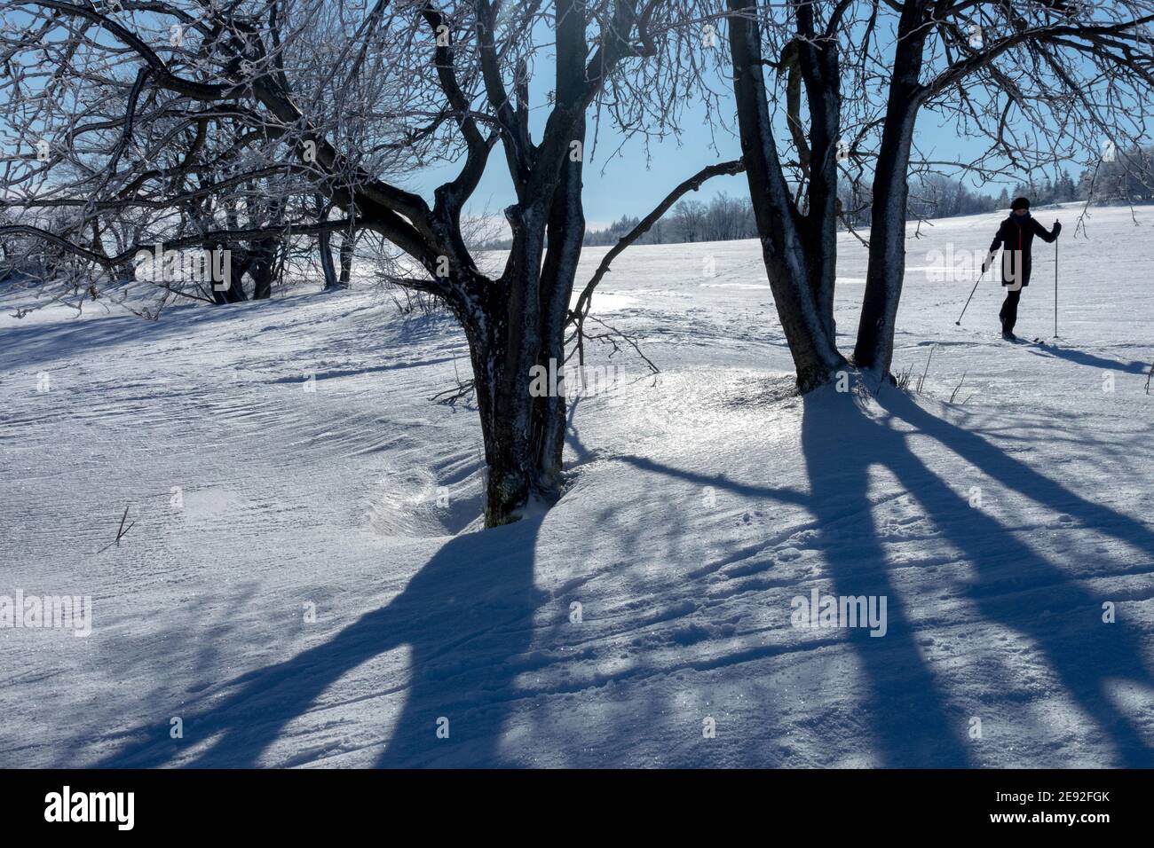 Single Person Skilanglauf in einer verschneiten Landschaft beleuchtet Durch den Winter Sonne Schatten Bäume Stockfoto