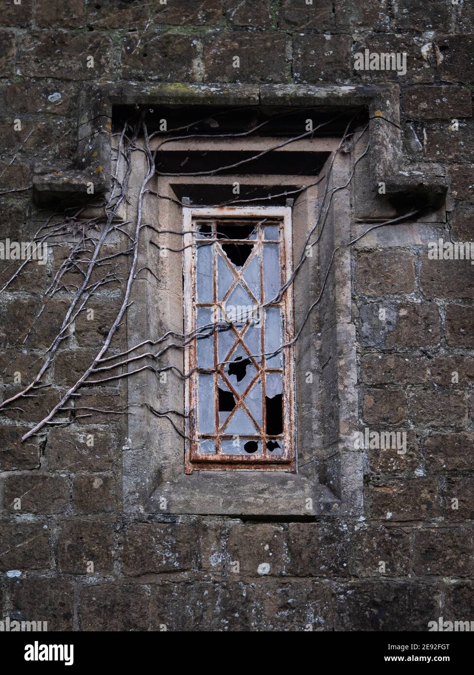 Eine dunkle, launische Aufnahme von zerbrochenen Fensterscheiben in alten Metallrahmen Fenster mit Efeu Wurzeln und Ästen über die Ausbreitung. Stockfoto
