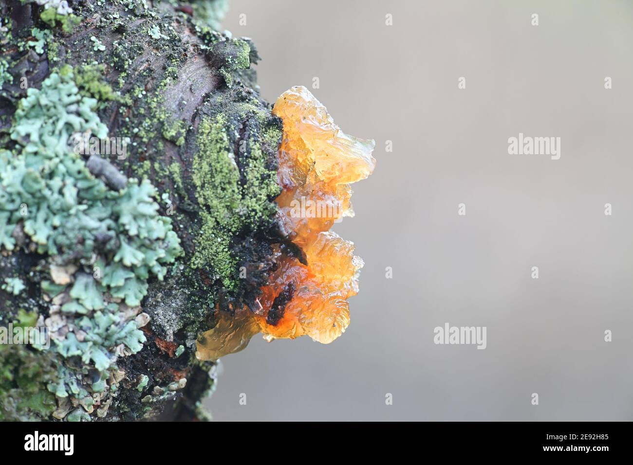 Gummosis ist die Bildung von Flecken einer Gummisubstanz auf der Oberfläche bestimmter Pflanzen, insbesondere Obstbäume. Dies tritt auf, wenn sap aus ausströmt Stockfoto